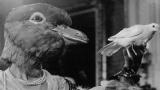 Edith Scob sous le masque